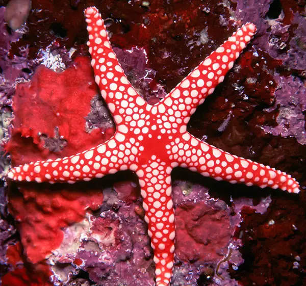 starfish