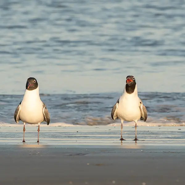 gull on the beach